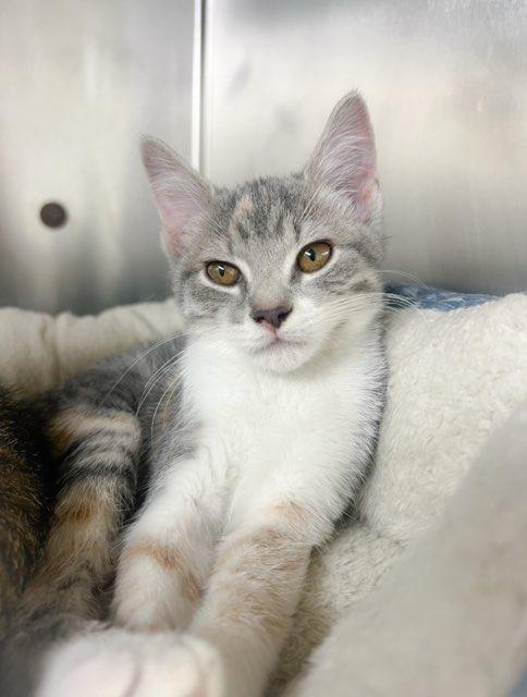 Enlarge Apricot, a ADOPTABLE Domestic Short Hair in Arlington Heights, IL image 1/1