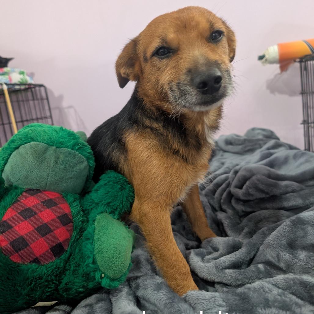 Baby boy, Adoptable, Adult Male Australian Shepherd & Yorkshire Terrier.