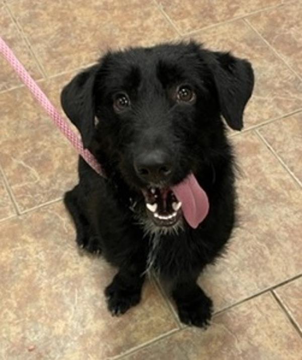 Enlarge Buddy, a Adoptable mixed breed in Littleton, CO image 1/1