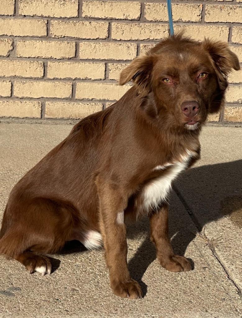Alec, Adoptable, Young Male Labrador Retriever & Australian Shepherd.