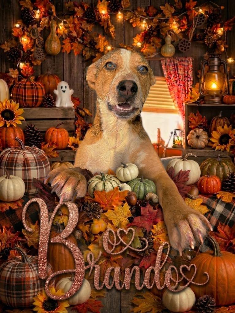 Enlarge Brando, a Adoptable mixed breed in Crandon, WI image 1/1