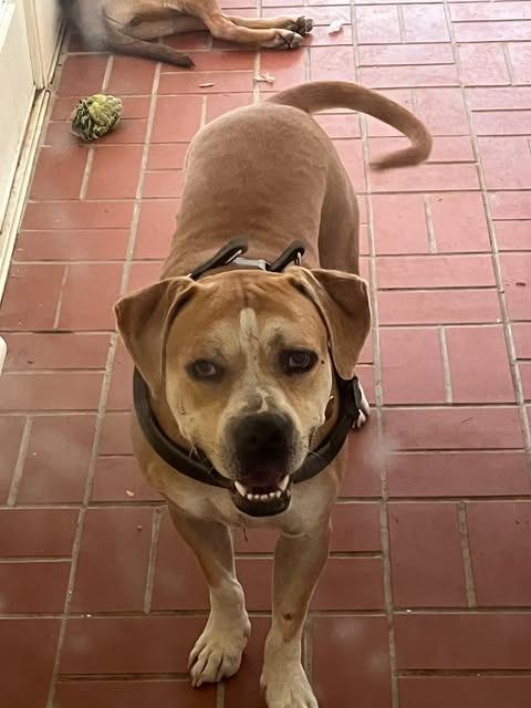 Enlarge Bear, a Adoptable mixed breed in Mount Hermon, LA image 1/1