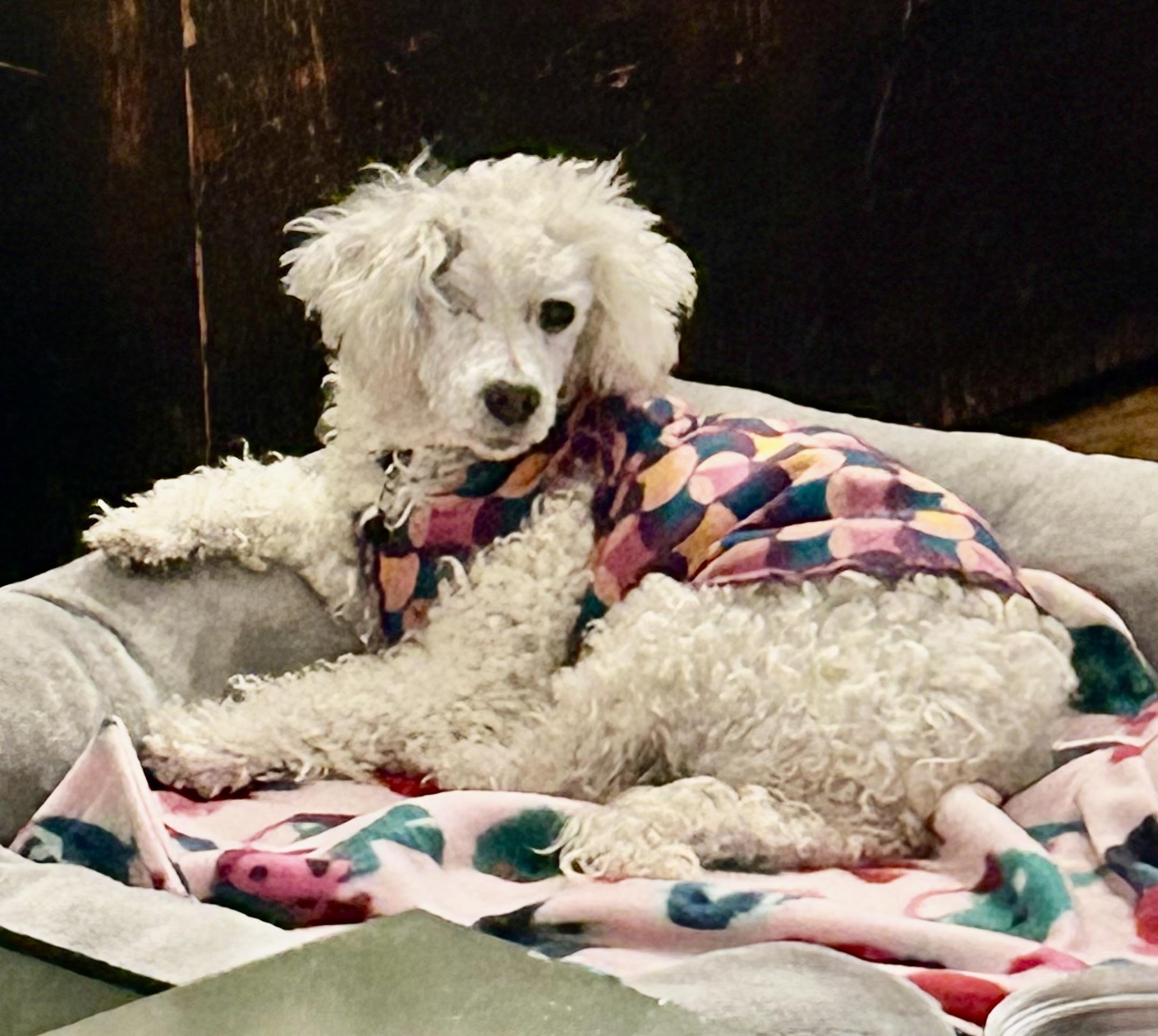 Enlarge Noodle, a ADOPTABLE Miniature Poodle in Fremont, CA image 1/3