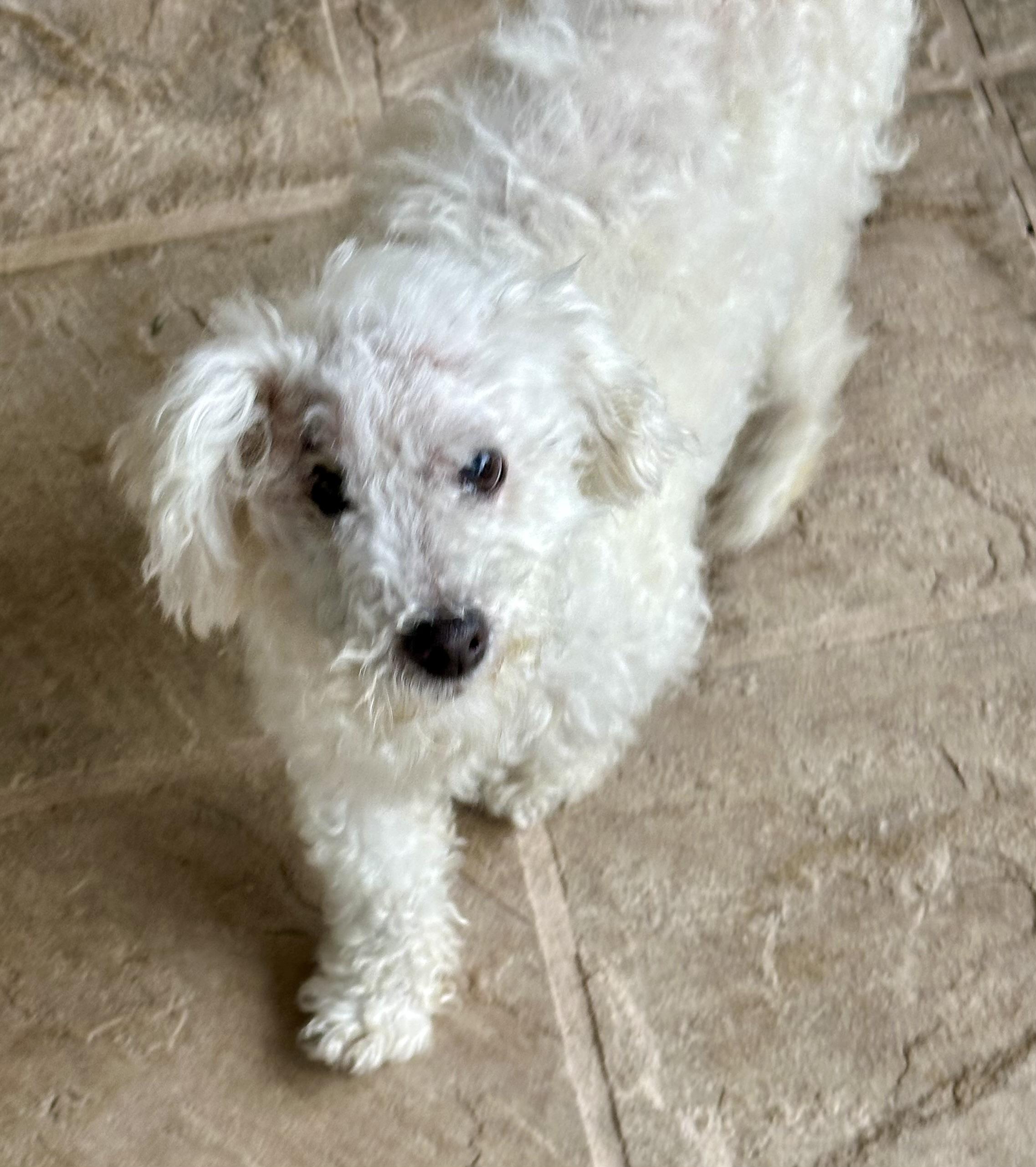 Enlarge Noodle, a ADOPTABLE Miniature Poodle in Fremont, CA image 3/3