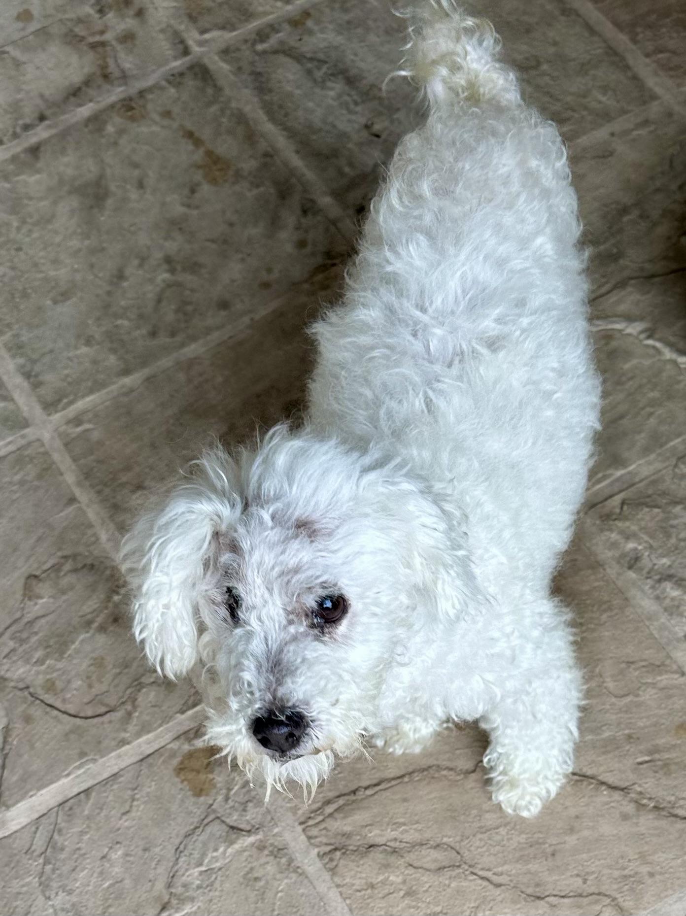 Enlarge Noodle, a ADOPTABLE Miniature Poodle in Fremont, CA image 2/3