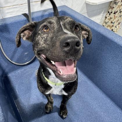 Harley, Adoptable, Adult Male Pit Bull Terrier & Mixed Breed.