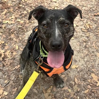 Harley, a Adoptable mixed breed in Bryan, TX image 2/3