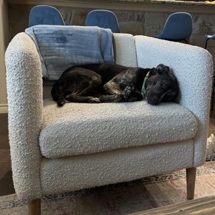 Harley, a Adoptable mixed breed in Bryan, TX image 3/3