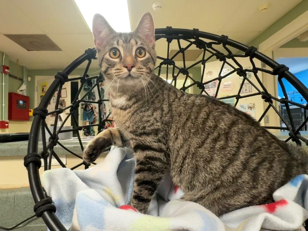 Emmerson, Adoptable, Young Male Domestic Short Hair.