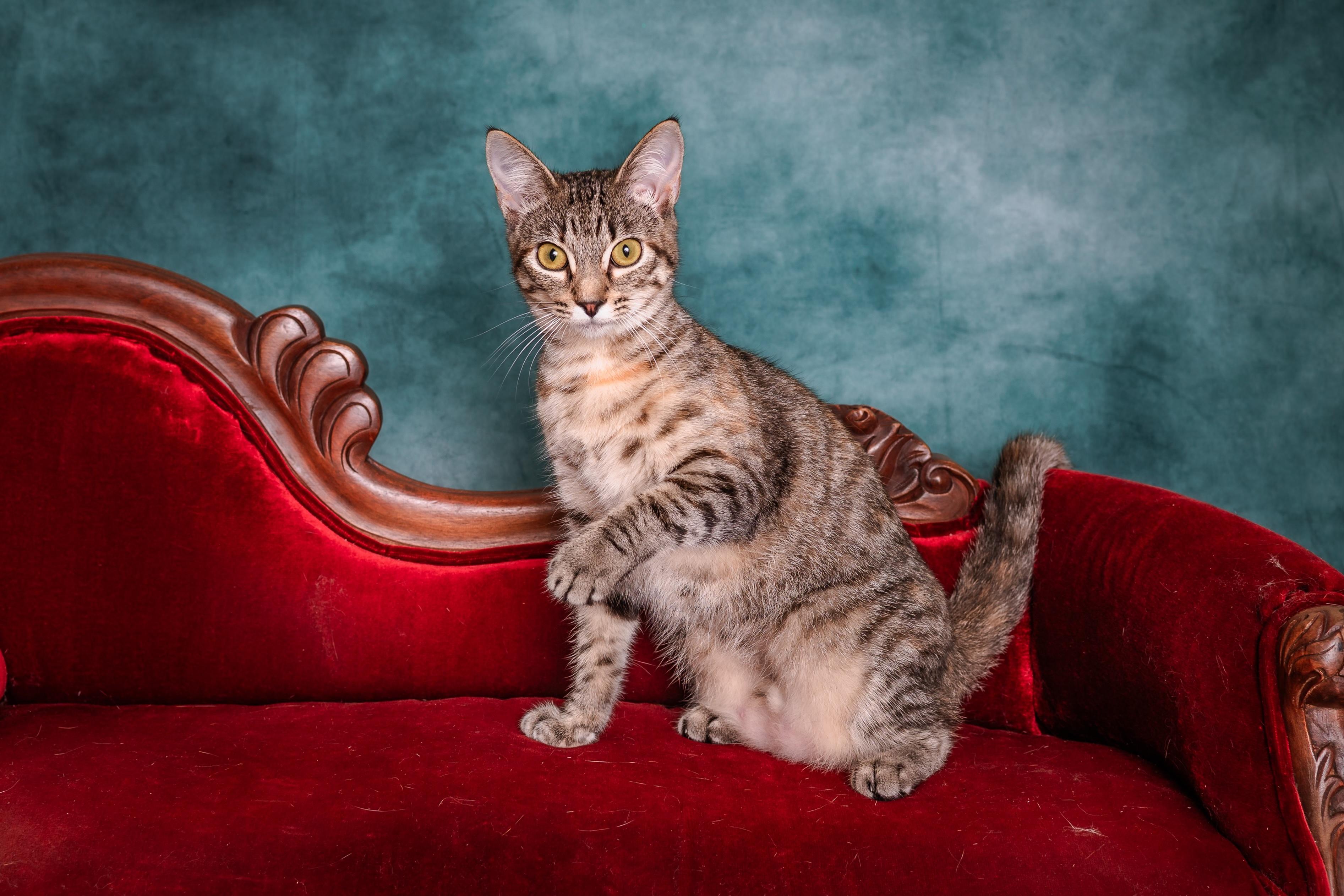 Enlarge Etosha, a ADOPTABLE mixed breed in Houston, TX image 4/6