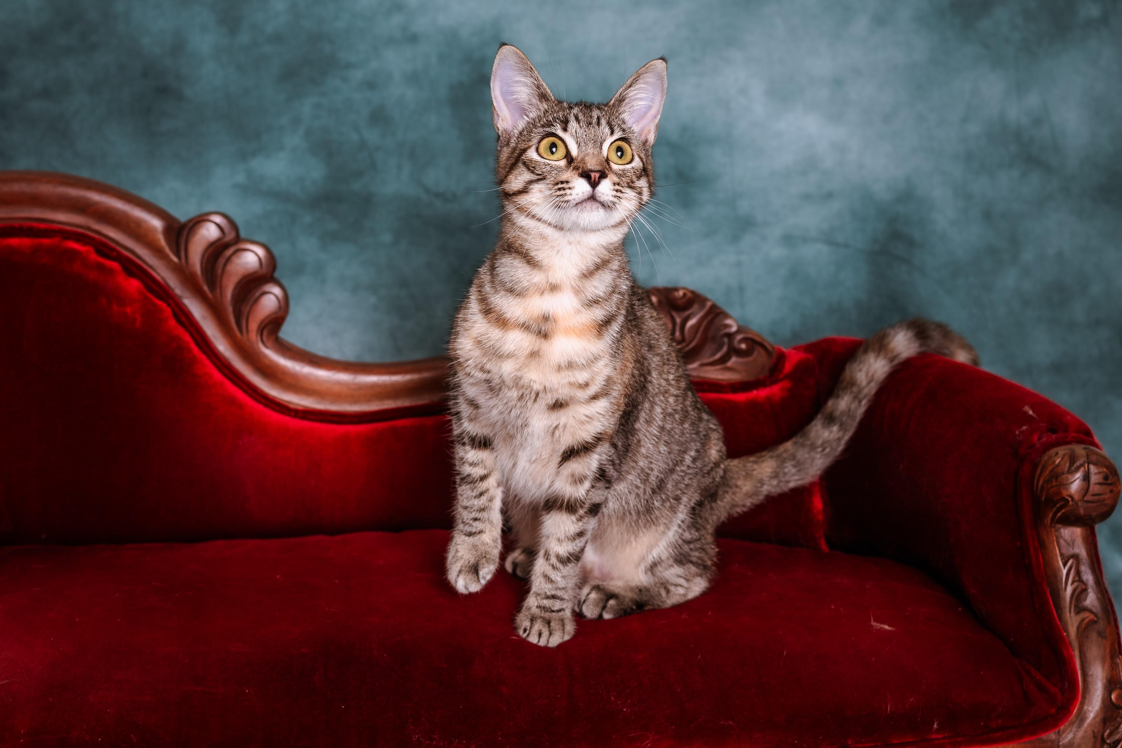 Enlarge Etosha, a ADOPTABLE mixed breed in Houston, TX image 3/6