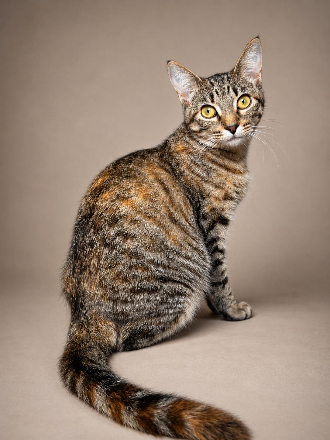 Enlarge Etosha, a ADOPTABLE mixed breed in Houston, TX image 2/6