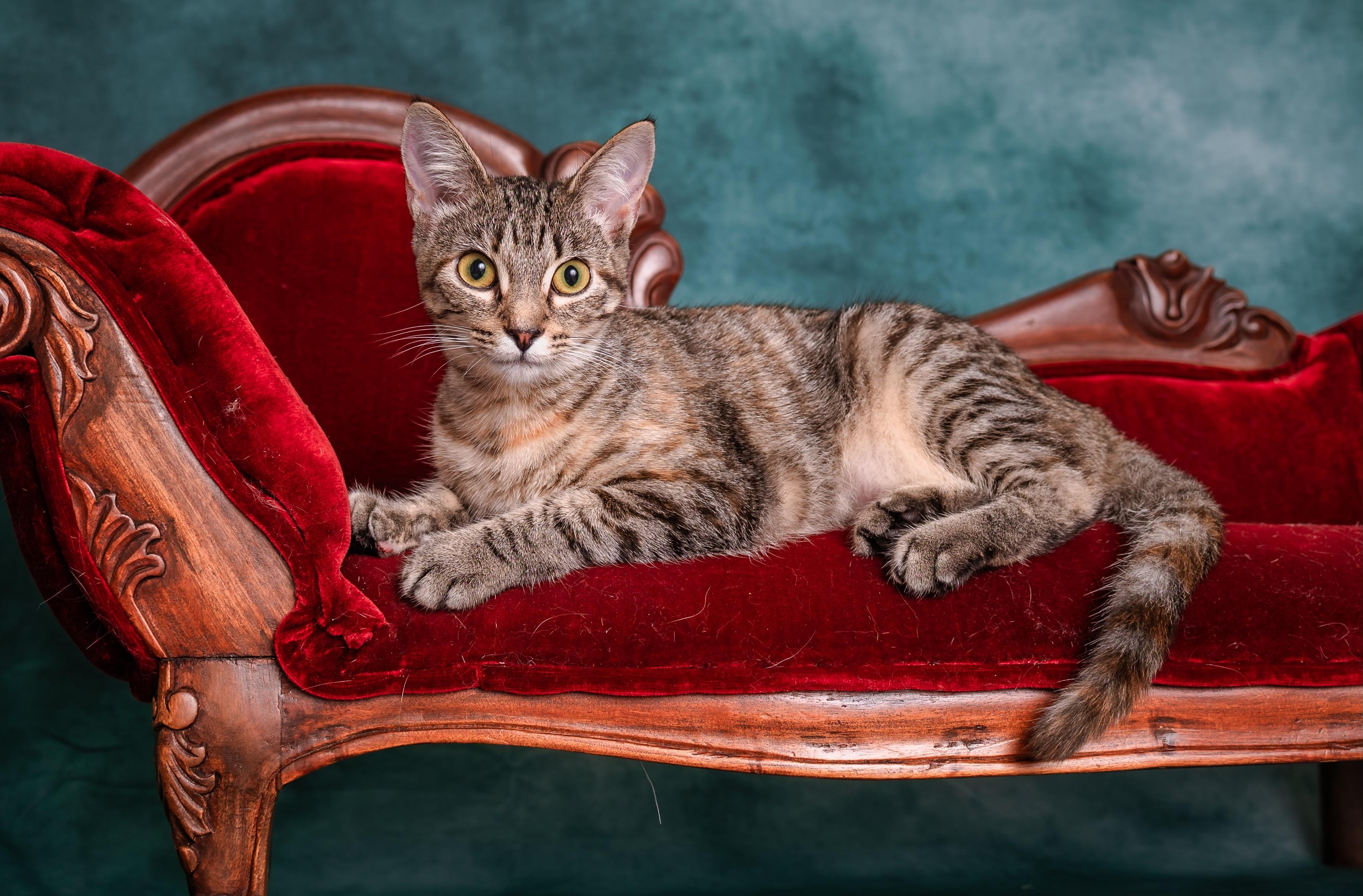 Enlarge Etosha, a ADOPTABLE mixed breed in Houston, TX image 1/6