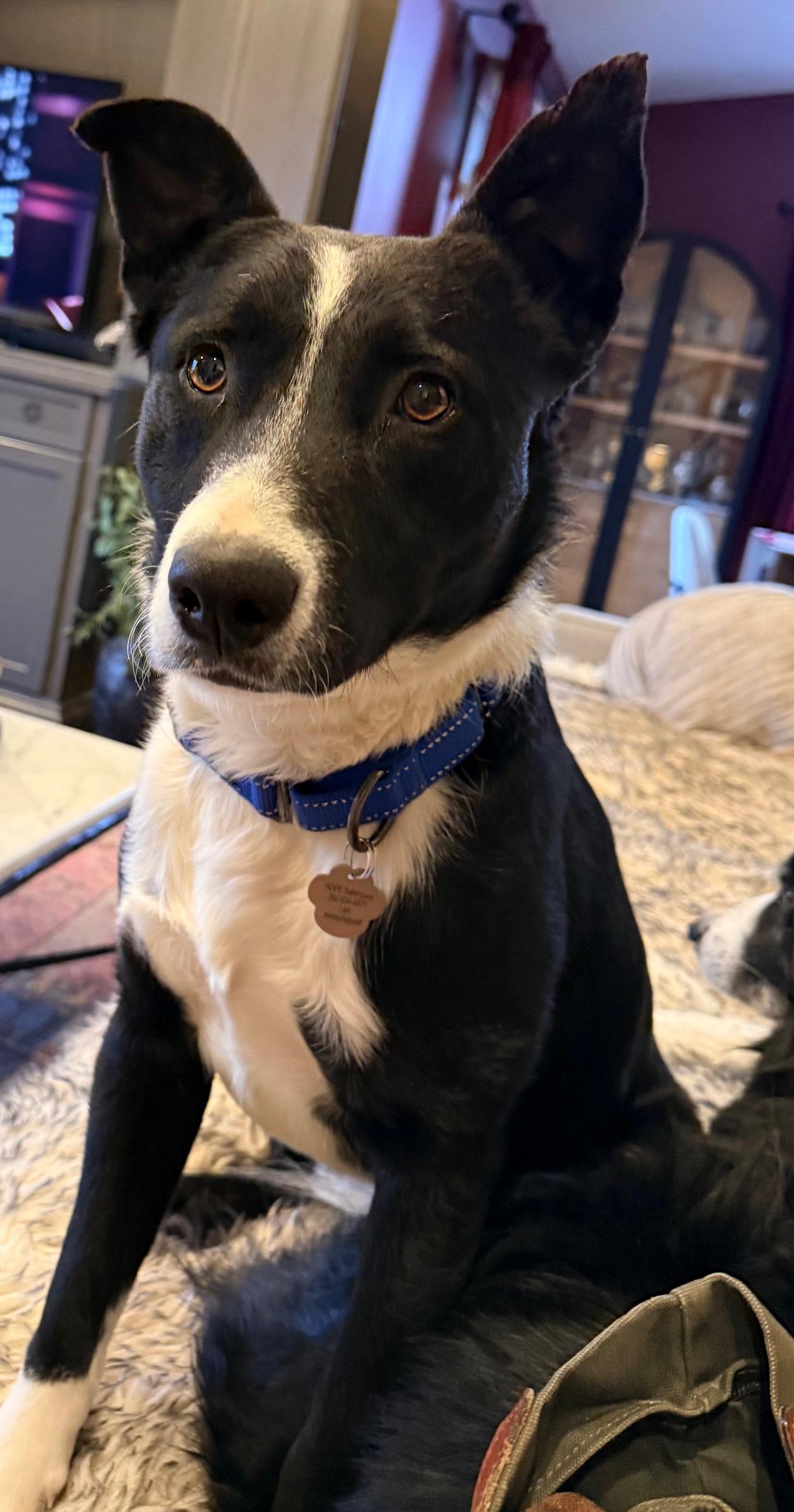 Checkers, a Adoptable mixed breed in Racine, WI image 1/6