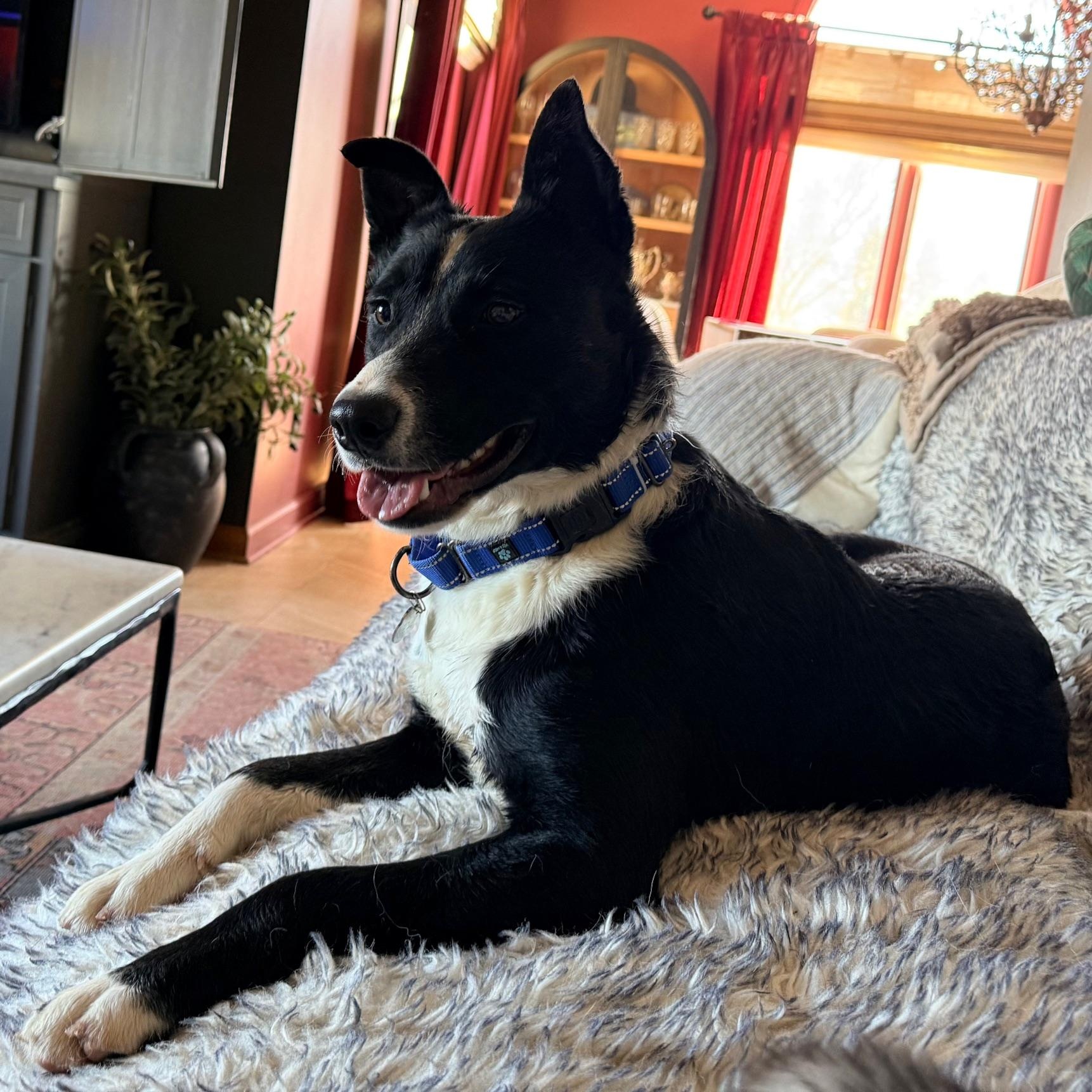 Checkers, Adoptable, Young Male Border Collie.