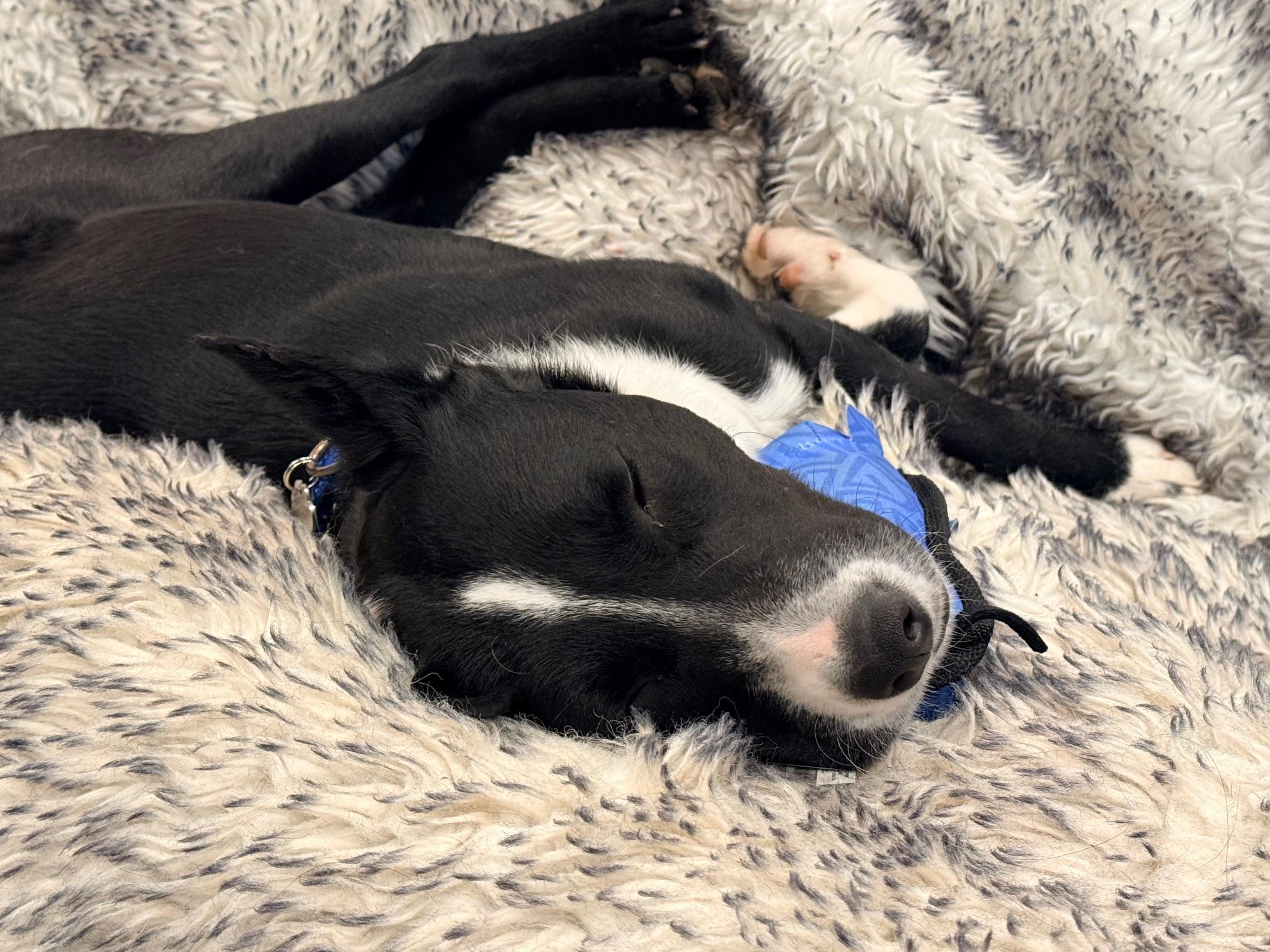 Checkers, a Adoptable mixed breed in Racine, WI image 4/6