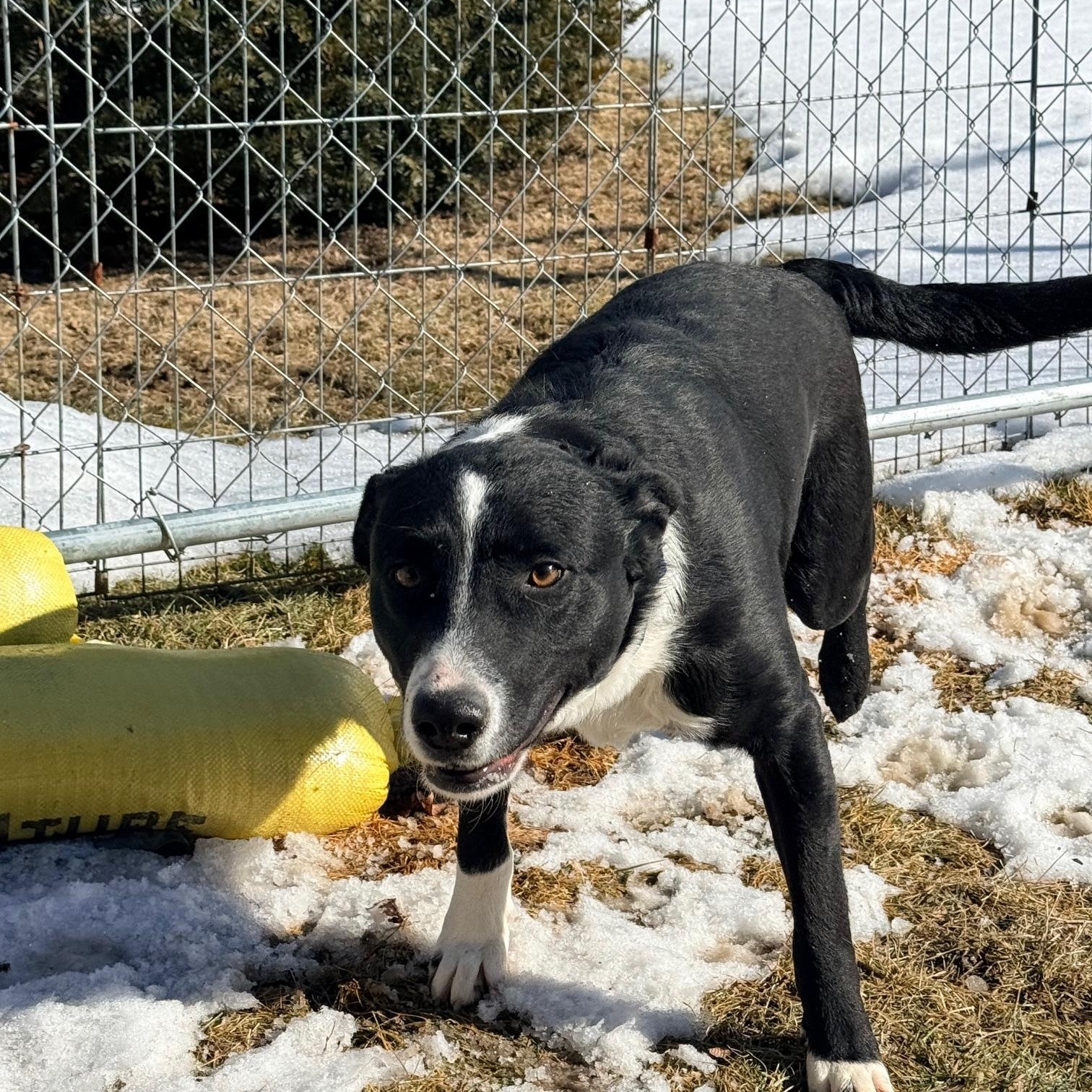 Checkers, a Adoptable mixed breed in Racine, WI image 6/6