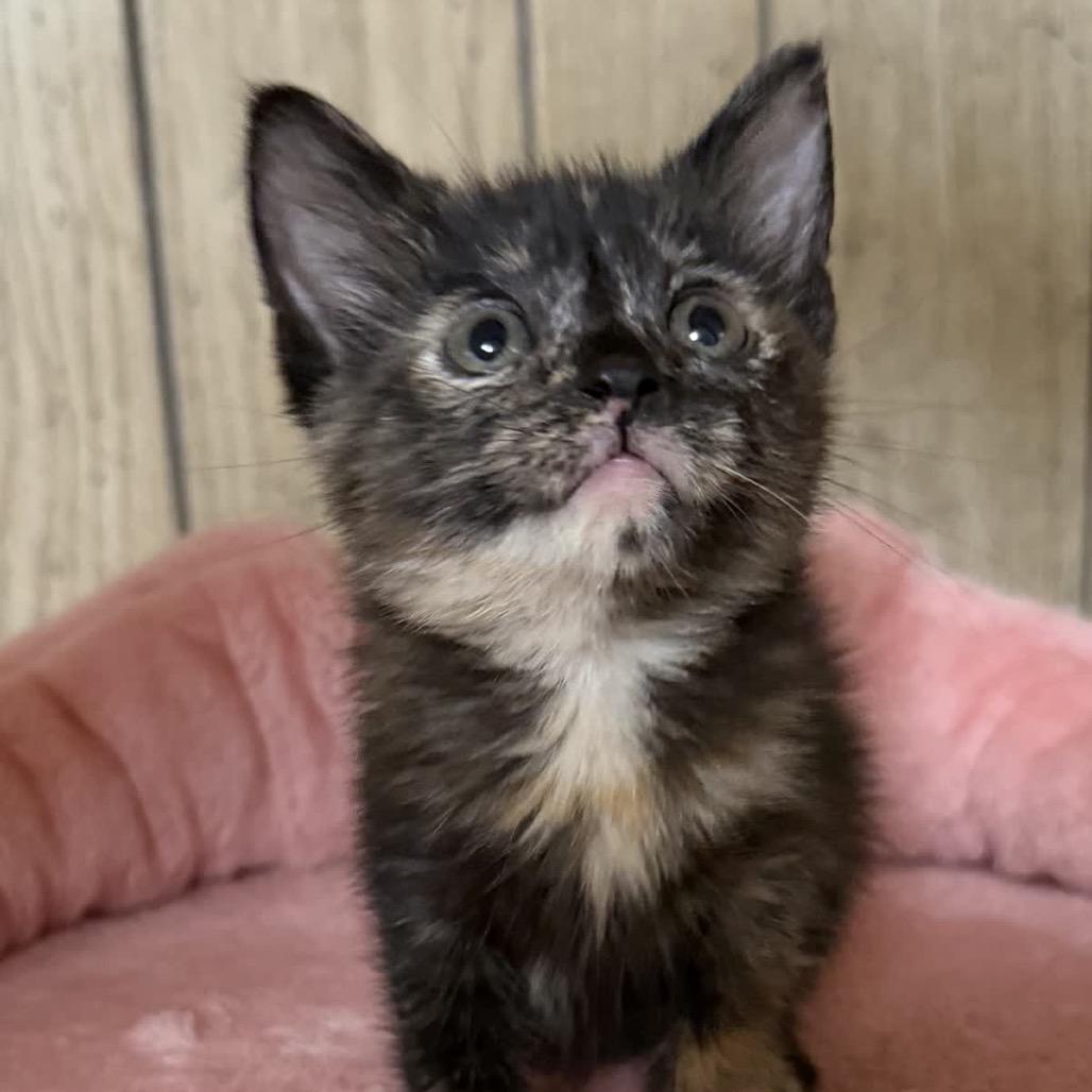 Boogie, Adoptable, Kitten Female Domestic Short Hair.
