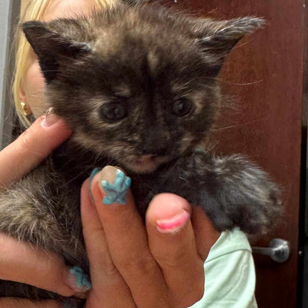 Boogie, a Adoptable Domestic Short Hair in North Canton, OH image 2/3