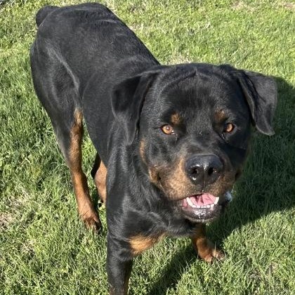 Enlarge Boss, an adopted mixed breed in The Colony, TX image 1/1