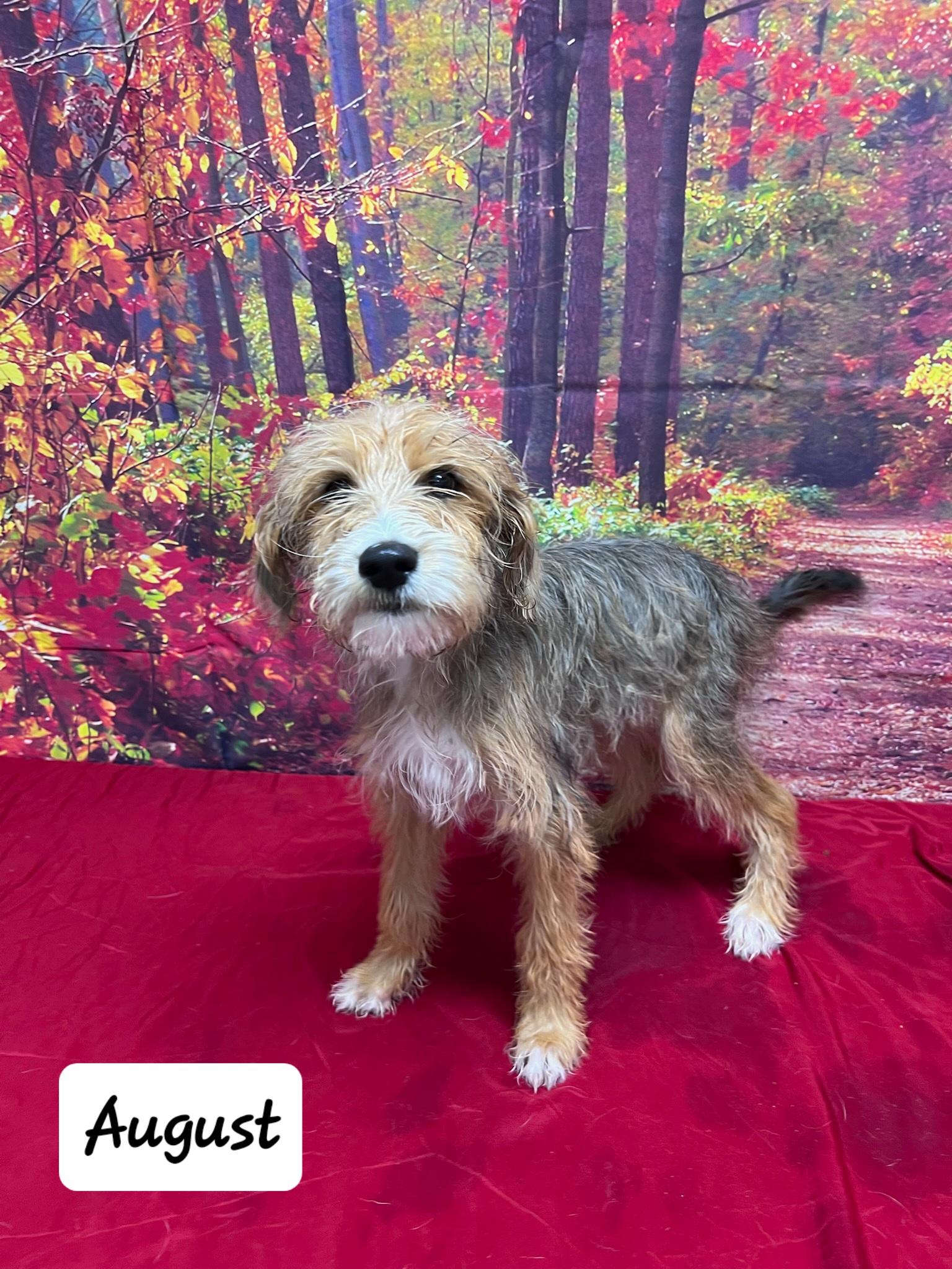 Dog for adoption - August, a Terrier Mix in Urbana, OH | Petfinder