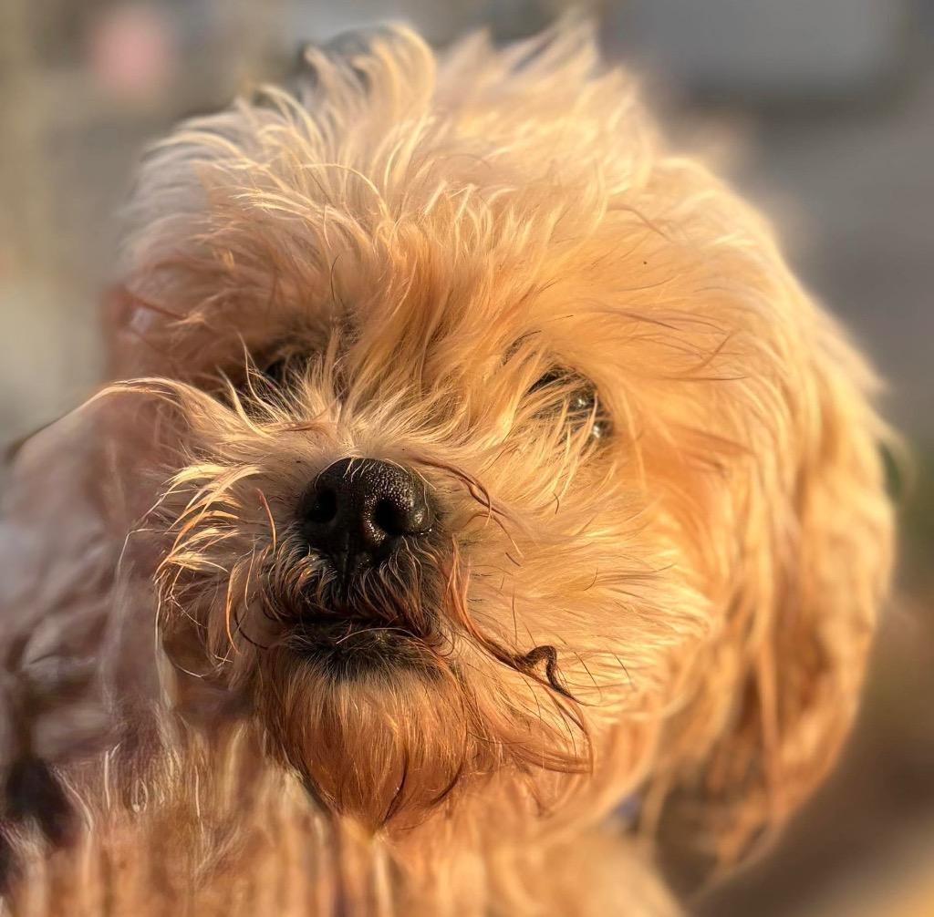 Enlarge Pebbles Flintstone, a Adoptable Cockapoo in Bryan, TX image 1/6