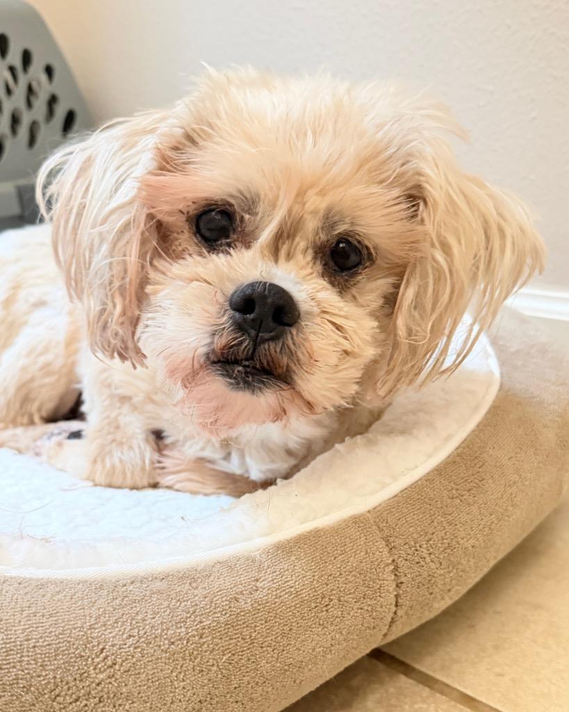Enlarge Pebbles Flintstone, a Adoptable Cockapoo in Bryan, TX image 2/6