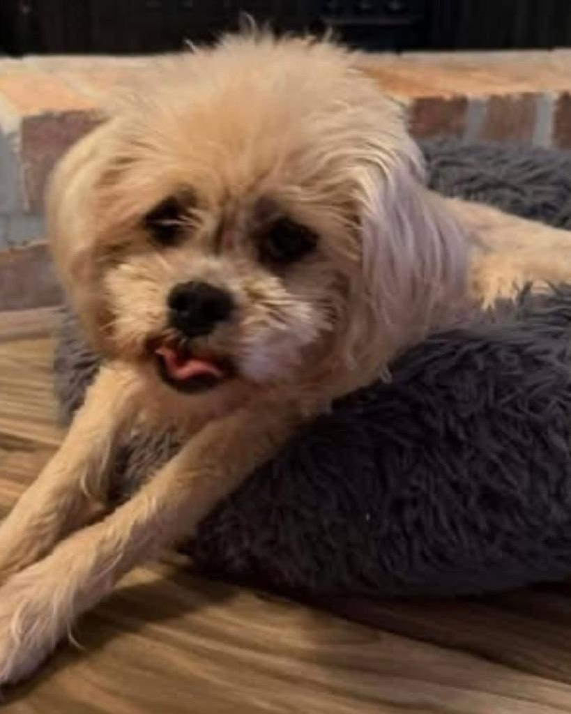 Enlarge Pebbles Flintstone, a Adoptable Cockapoo in Bryan, TX image 3/6