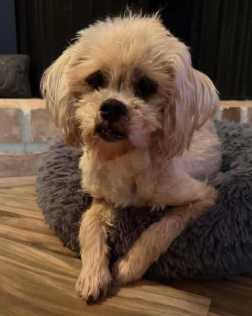 Enlarge Pebbles Flintstone, a Adoptable Cockapoo in Bryan, TX image 4/6