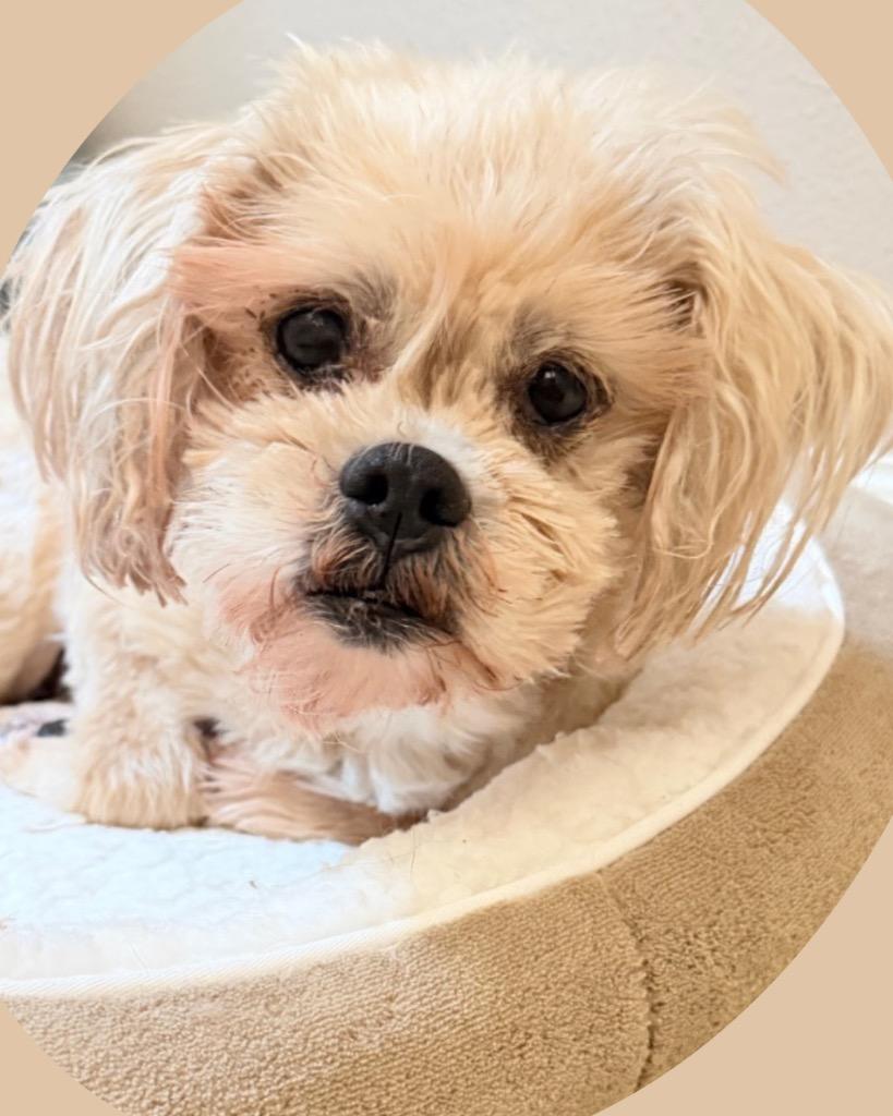 Enlarge Pebbles Flintstone, a Adoptable Cockapoo in Bryan, TX image 5/6