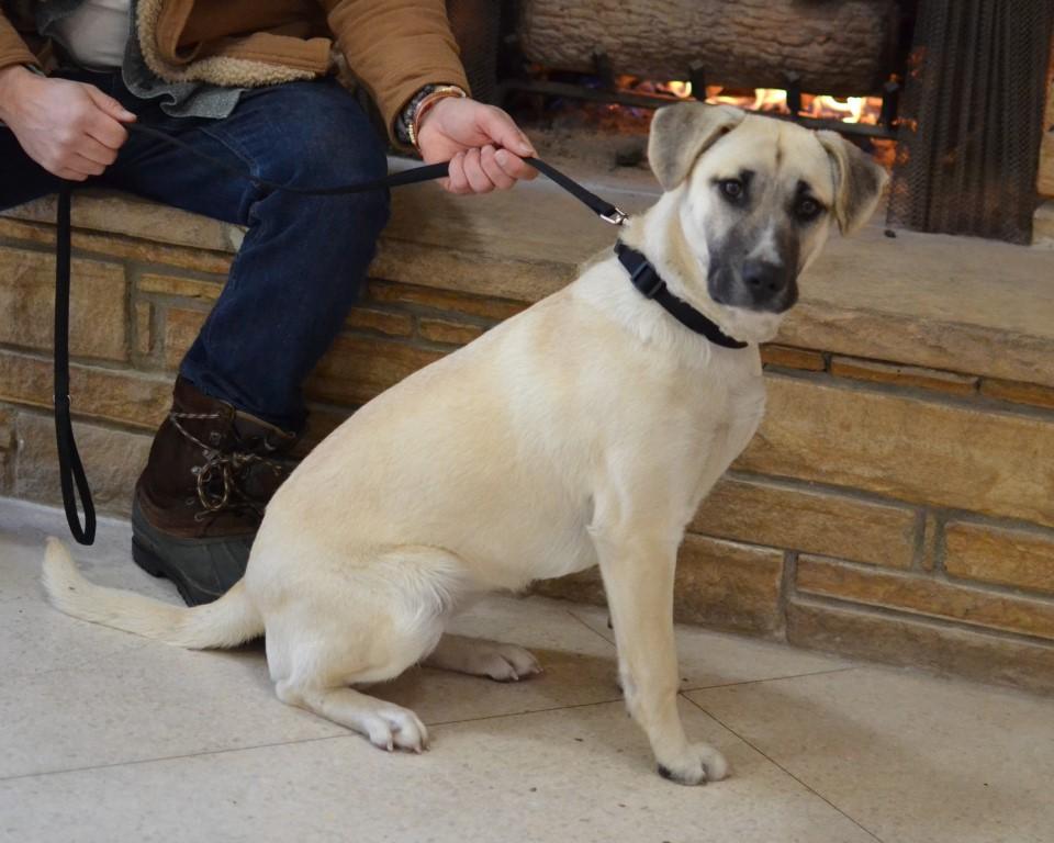 Enlarge Sophie, an adopted mixed breed in White Plains, NY image 3/5