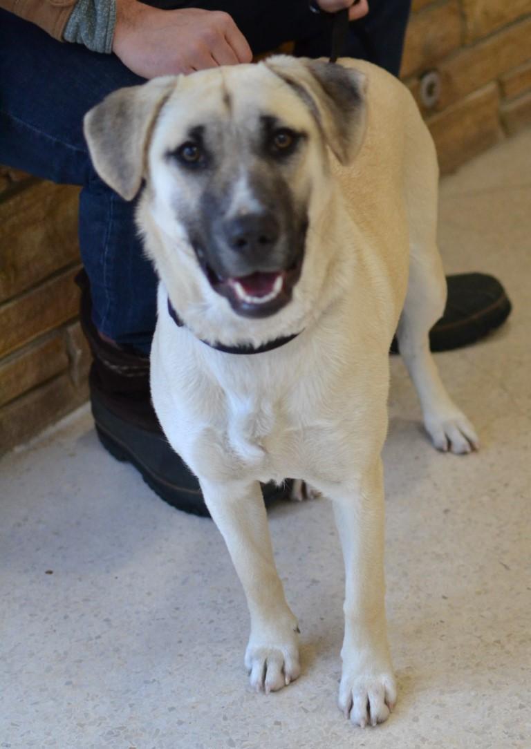 Sophie, Adoptable, Young Female Shepherd & Anatolian Shepherd.