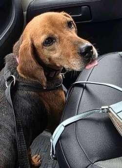 Molly, adoptable, Adult Female Hound.