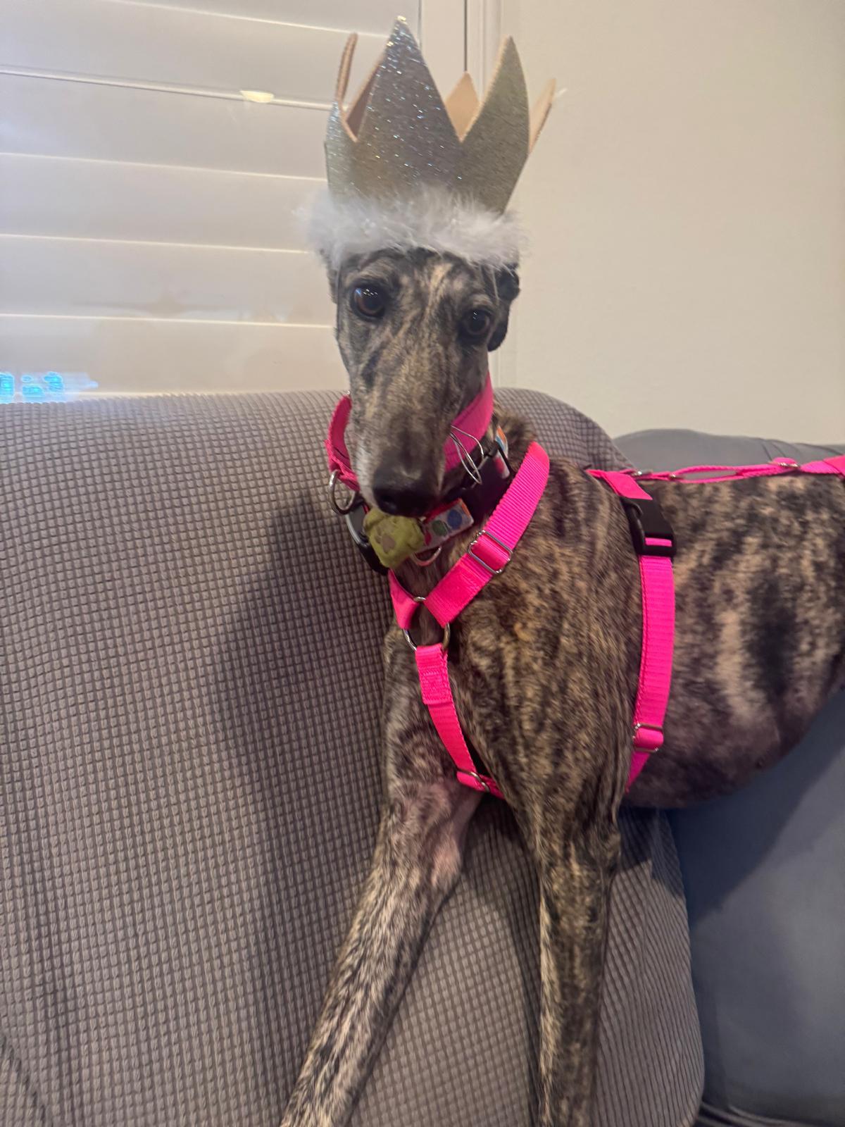 Silvana, ADOPTABLE, Young Female Galgo Spanish Greyhound.