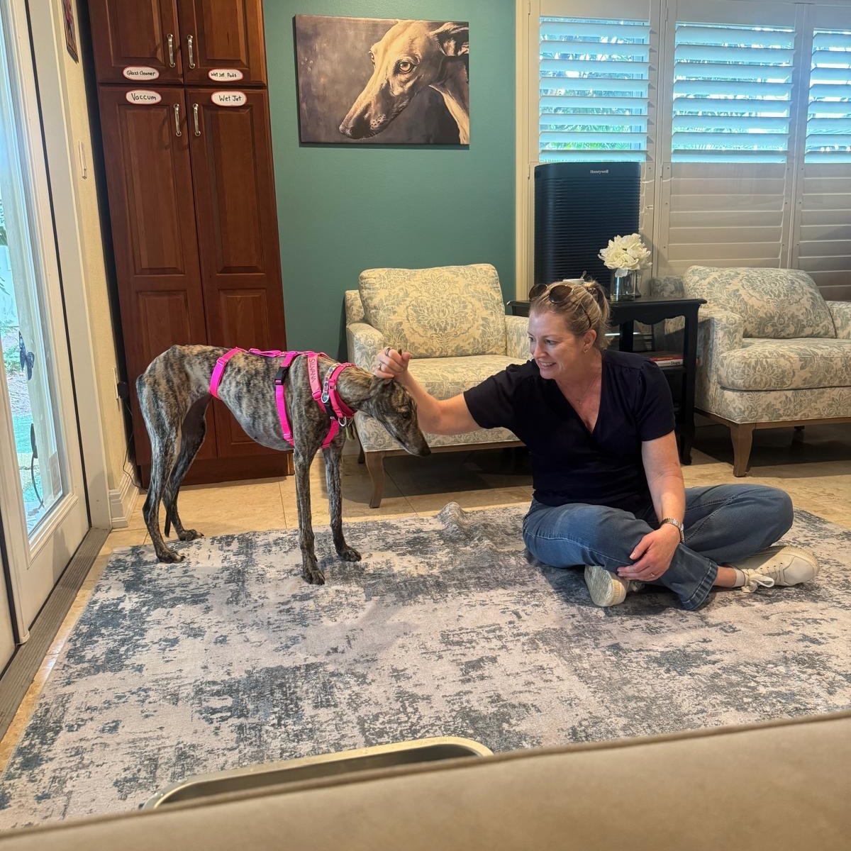 Silvana, a ADOPTABLE Galgo Spanish Greyhound in Winter Park, FL image 2/4