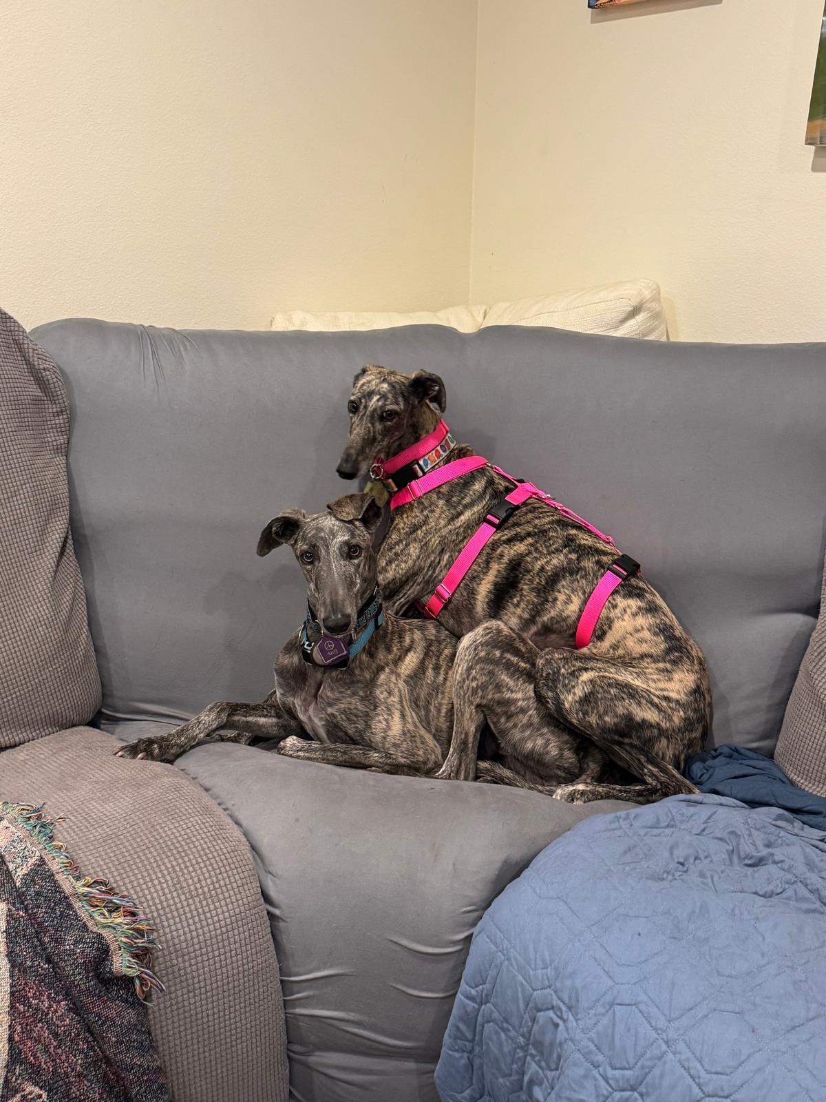 Silvana, a ADOPTABLE Galgo Spanish Greyhound in Winter Park, FL image 3/4