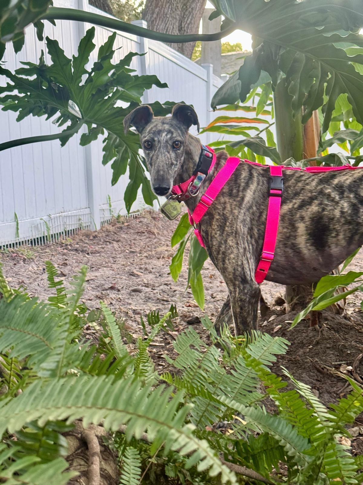 Silvana, a ADOPTABLE Galgo Spanish Greyhound in Winter Park, FL image 4/4