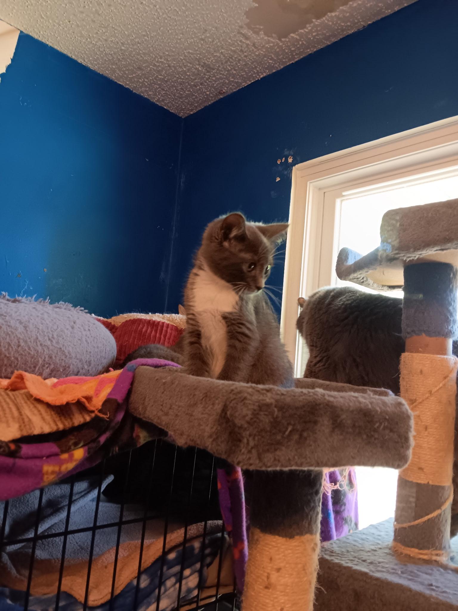 MOON, Adoptable, Kitten Female Domestic Short Hair.