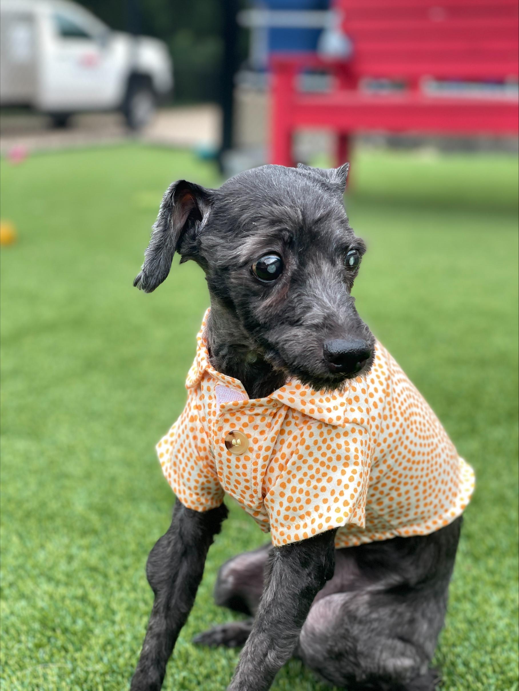 Jake, ADOPTABLE, Senior Male Poodle.