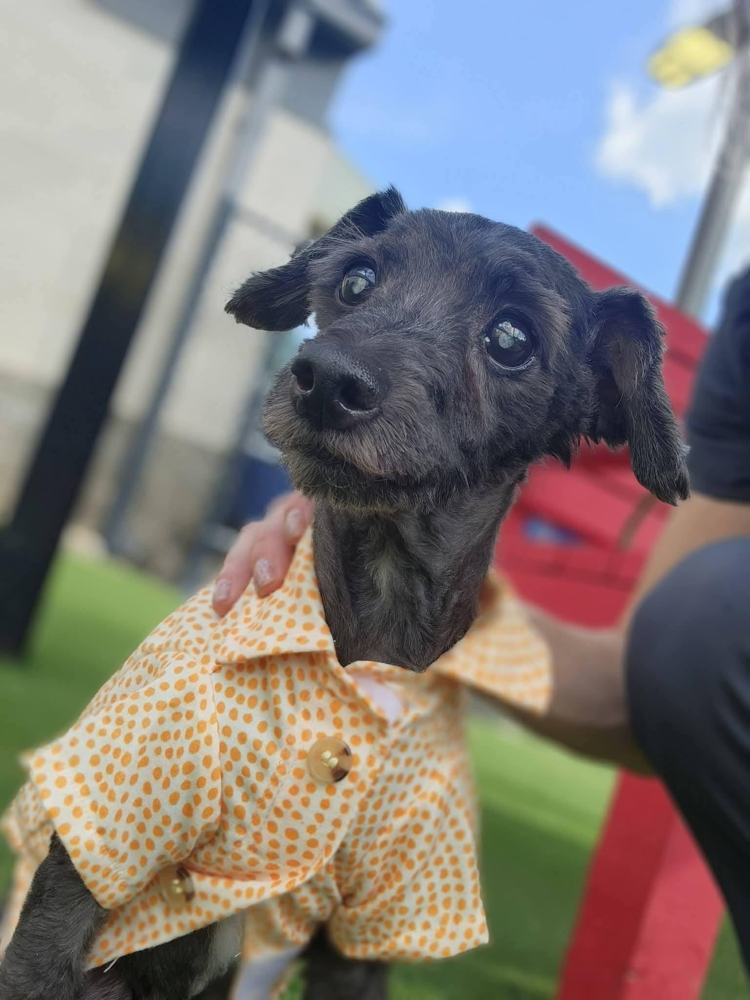 Jake, a ADOPTABLE mixed breed in Allen, TX image 1/5