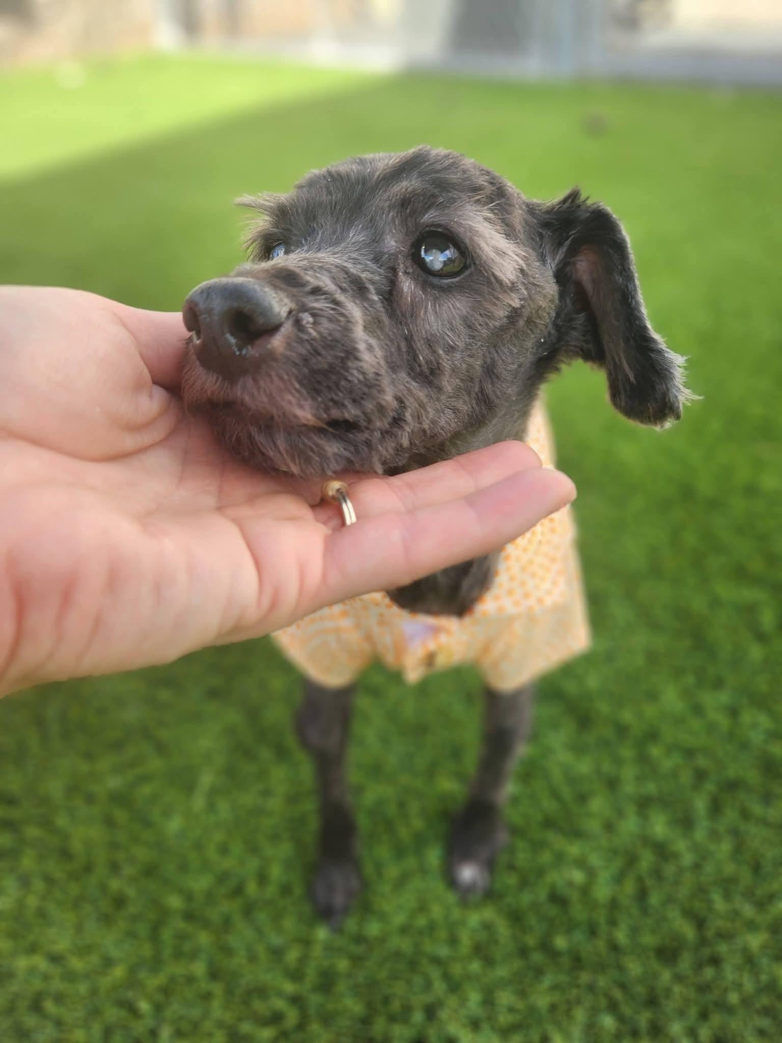 Jake, a ADOPTABLE mixed breed in Allen, TX image 3/5