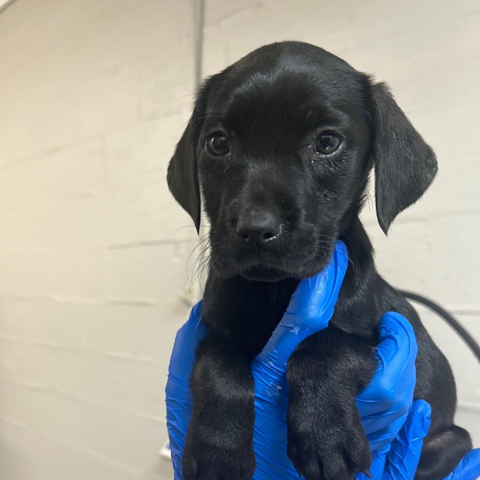 Santa Baby, Adopted, Puppy Female Great Pyrenees.