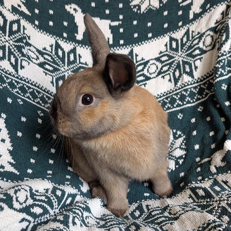 Heineken, a Adoptable mixed breed in Coralville, IA image 4/4