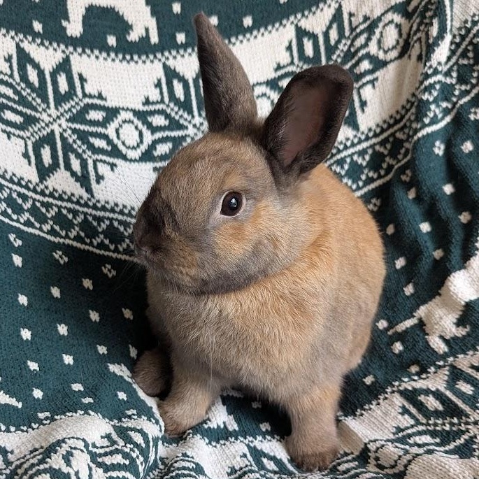 Heineken, a Adoptable mixed breed in Coralville, IA image 2/4
