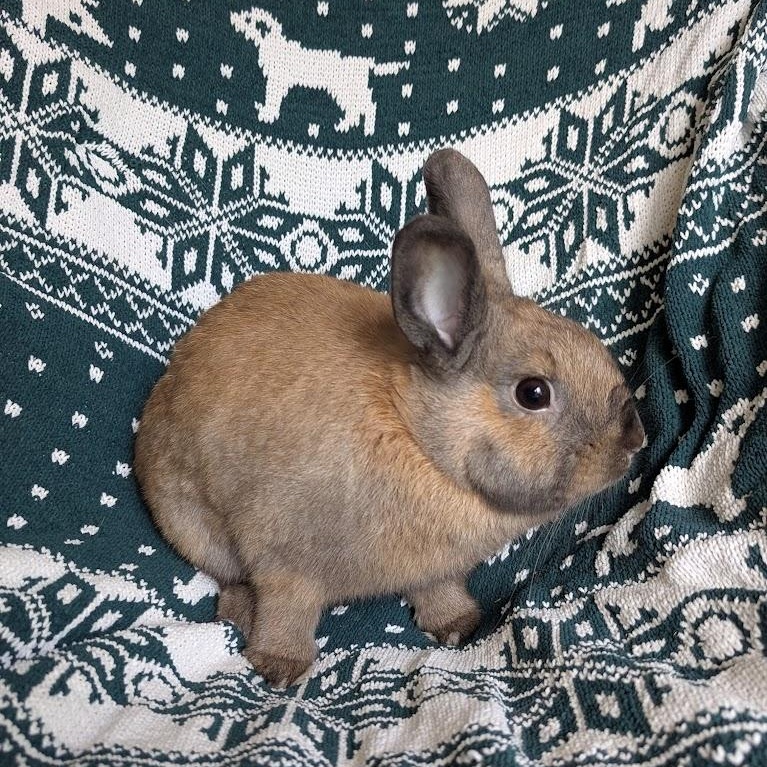 Heineken, a Adoptable mixed breed in Coralville, IA image 3/4