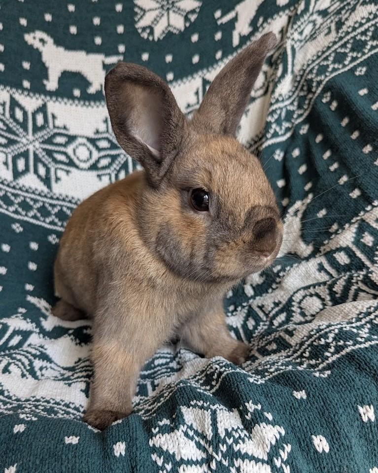 Heineken, Adoptable, Young Male Lionhead & Mini Rex.