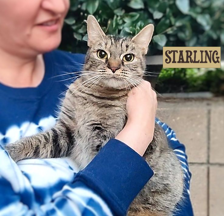 Enlarge Starling - new, a Adoptable Tabby in Sherman Oaks, CA image 6/6