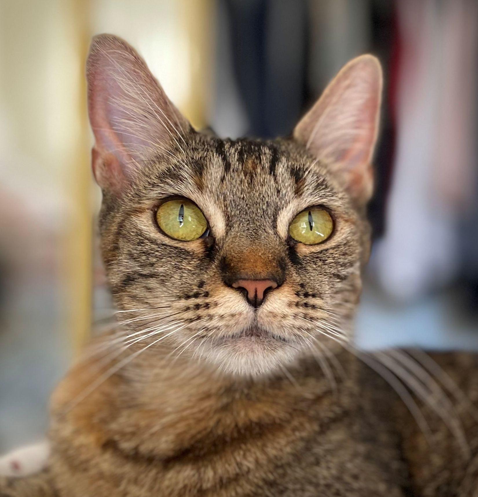 Enlarge Starling - new, a Adoptable Tabby in Sherman Oaks, CA image 1/6