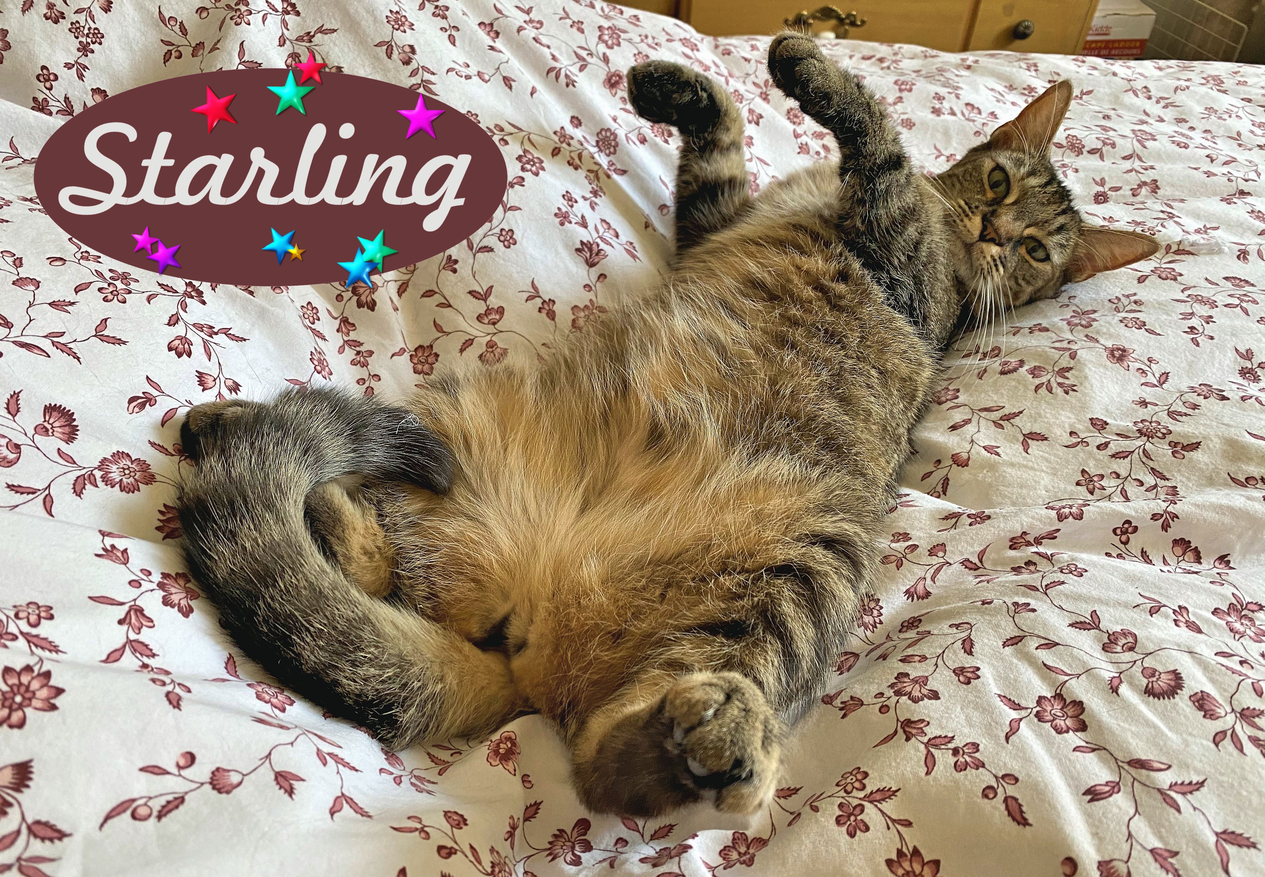 Enlarge Starling - new, a Adoptable Tabby in Sherman Oaks, CA image 5/6