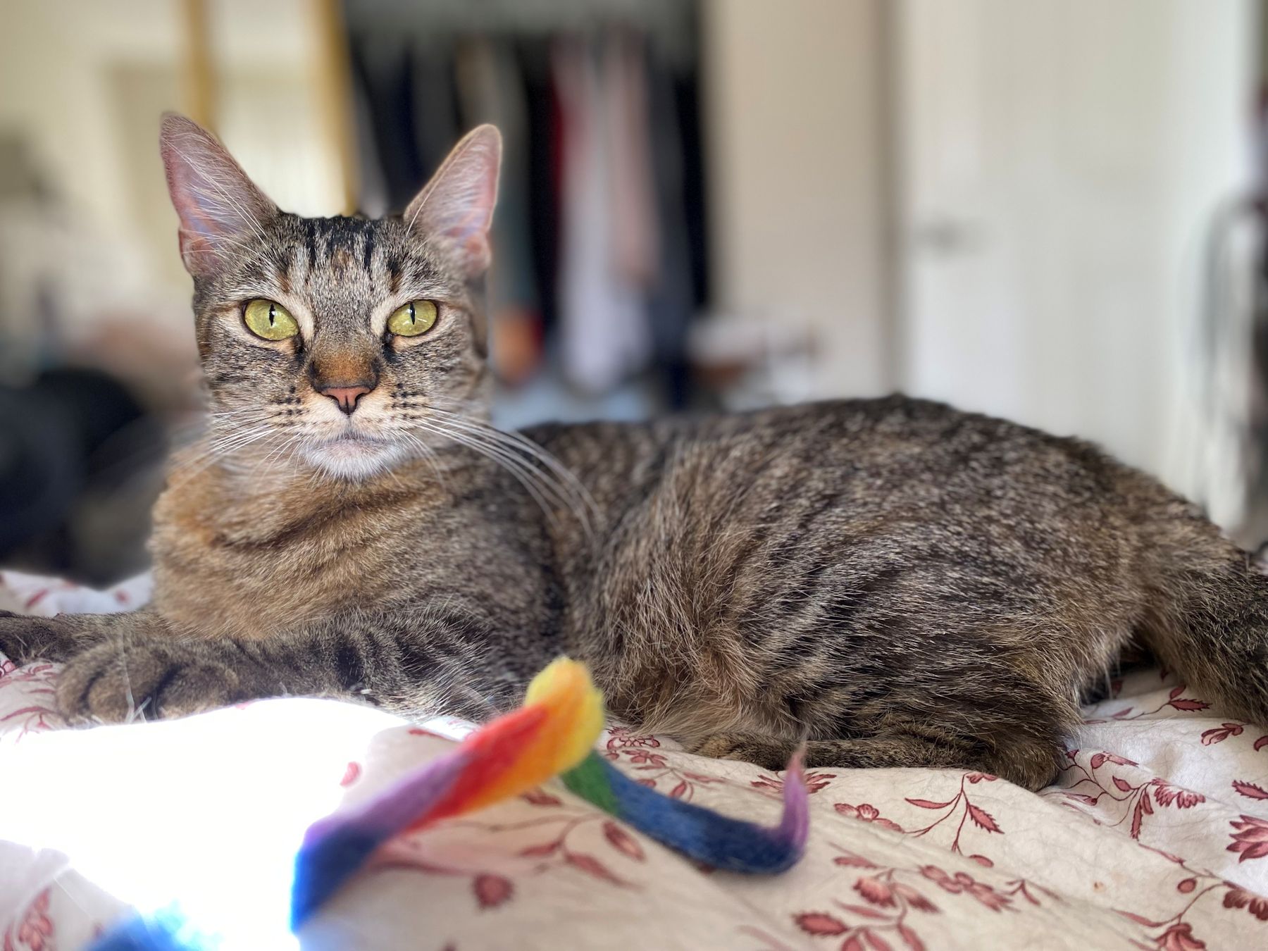 Enlarge Starling - new, a Adoptable Tabby in Sherman Oaks, CA image 4/6
